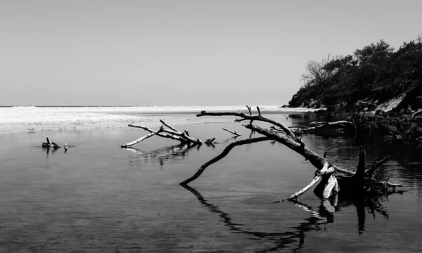 Ramos de árvore em um lago em preto e branco — Fotografia de Stock