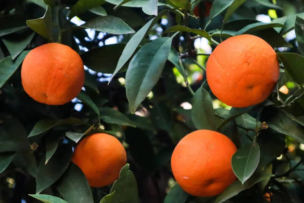 下からの木の眺めから吊るされたオレンジ — ストック写真