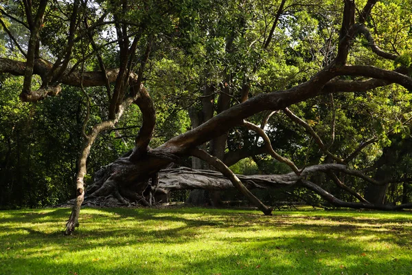 Spider-like tree with branches leaning on the ground — Stock Photo, Image