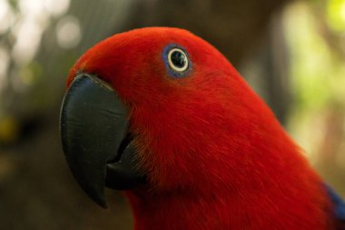 Kırmızı bir papağanın yüzünü kapatın.