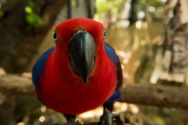 Primer plano del pico de un loro rojo — Foto de Stock