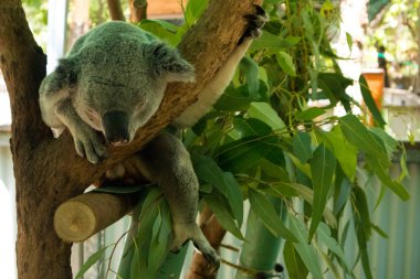 Şirin Koala ağaç dallarında sallanıyor ve uyuyor.