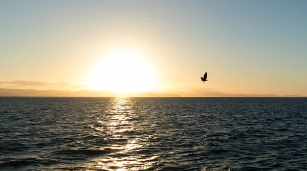 Mořský orel letící nad mořem při západu slunce — Stock fotografie