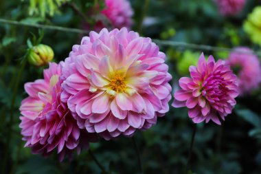 Açık pembe taç yapraklarının çiçeğini kapat