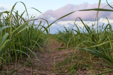 Bir tarım koridorunu kapatın.