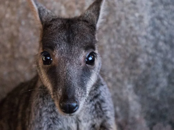 Close up of a posing wallaby in a cave — Stock Photo, Image