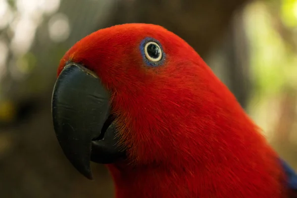 Закройте лицо красного попугая. — стоковое фото