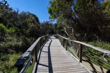 Açık bir günde ağaçların ve bitkilerin arasında ahşap yürüyüş yolu