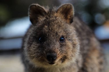 Rottnest Adası yolunda küçük ve şirin bir kuokka