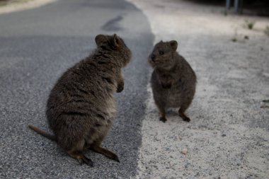 Rottnest Adası yolunda küçük ve şirin kuokkalar