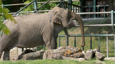 Yaz sıcağı. Susamış Asya Fili (Elephas Maximus) su içiyor