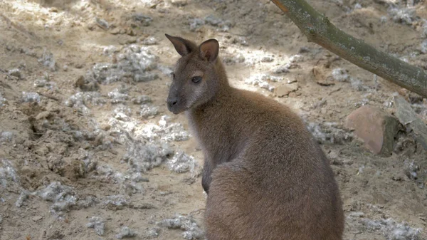 El Wallaby de cuello rojo. El Wallaby de Bennett. Macropus Rufogriseus —  Fotos de Stock