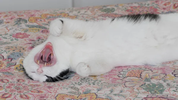 Γάτα χαλαρώνει σε ένα κρεβάτι και χασμουρητό. — Φωτογραφία Αρχείου