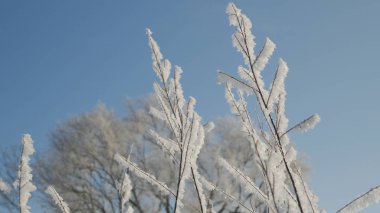 Frost'un dallar üzerinde. Yakın çekim. Kış
