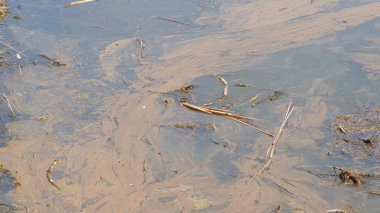 Bir domuzun sektöre göre kirli su. Domuz üretim, bulamaç gelen sıvı atık