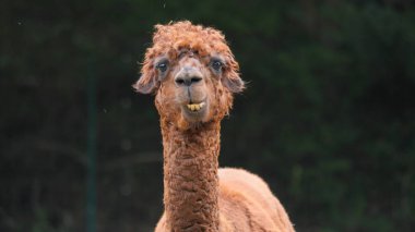 Komik Alpaca kameraya bakıyor. Portre. Vicugna paketleri