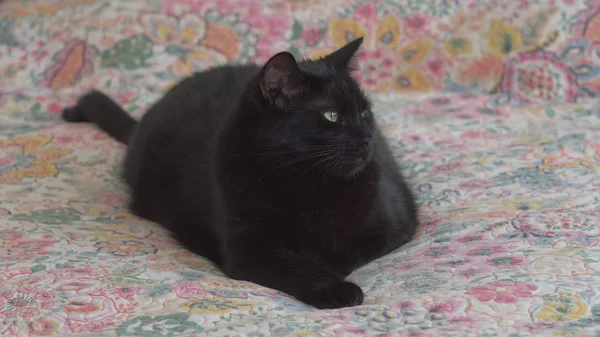 Gato preto em uma cama. Animais . — Fotografia de Stock