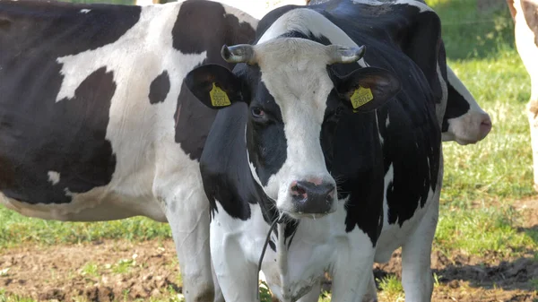 Koe op een weiland kijkt in de camera — Stockfoto