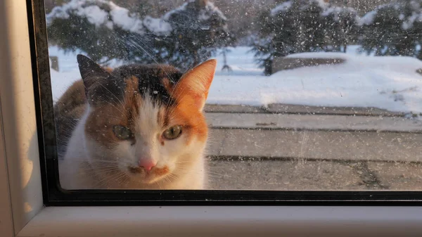 Día de invierno helado. Cat outdoor está mirando a través de la ventana — Foto de Stock