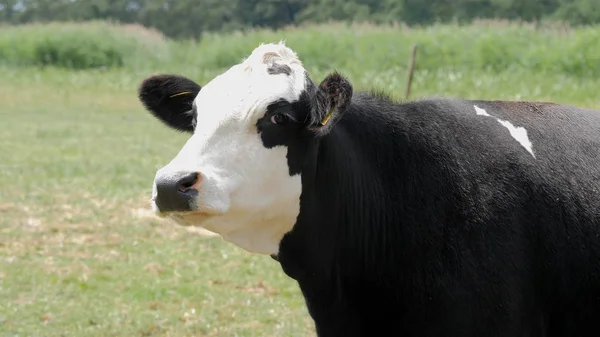 Portrait of a cow on a meadow — Stock Photo, Image