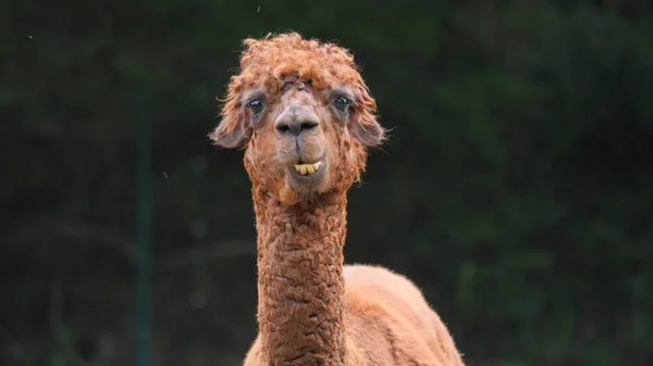 Funny Alpaca is looking into camera.  Portrait. Vicugna pacos — Stock Photo, Image