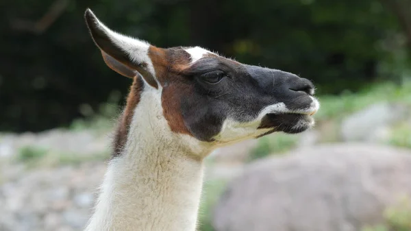 Portrait of llama. Closeup shot. Latin name: Lama glama — Stock Photo, Image
