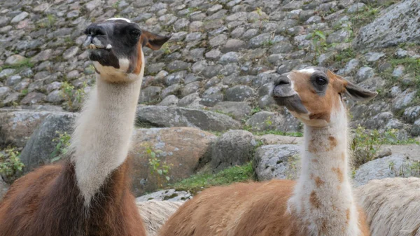 Dos llamas. Lama glama. Animales peruanos — Foto de Stock