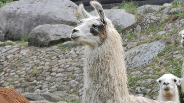 Portrait of white llama. Lama glama — Stock Photo, Image