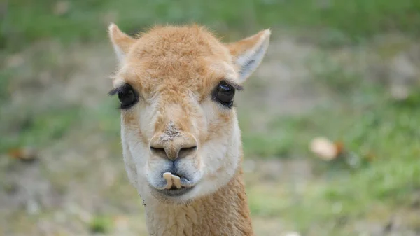 Vicuna portre. Vicugna vicugna — Stok fotoğraf