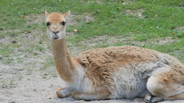 The Vicuna. Latin name: Vicugna vicugna. Animals — Stock Photo, Image