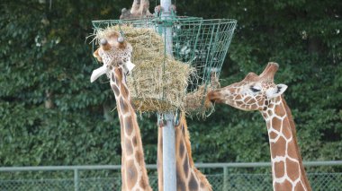 Üç zürafalar saman yiyor. Zürafa zürafa rothschildi