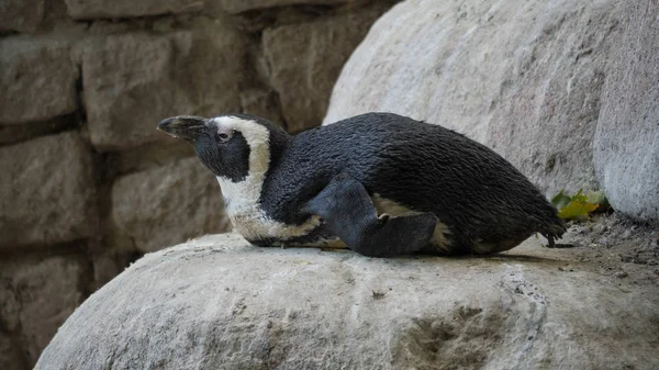 Afrika penguen (Spheniscus demersus) — Stok fotoğraf