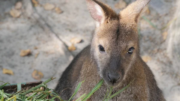 The red-necked wallaby eats grass. Bennett's wallaby. Macropus rufogriseus — Stock Photo, Image