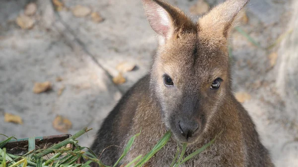 Kızıl enseli kanguru ot yiyor. Bennett'ın kanguru. Macropus rufogriseus — Stok fotoğraf