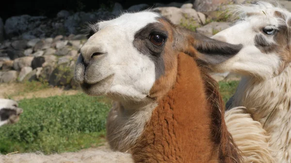 Portrait of llama. Lama glama — Stock Photo, Image