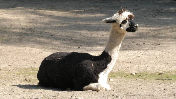 Black and White Alpaca. Vicugna pacos — Stock Photo, Image