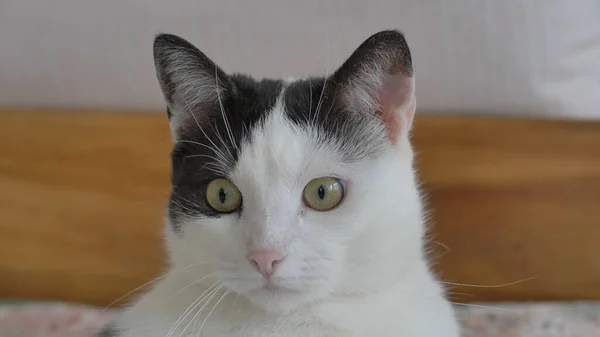 Zabawny wyraz twarzy czarno-białego kota — Zdjęcie stockowe