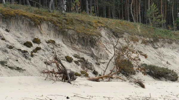 Arbre tombé sur la falaise du bord de mer. Erosion des dunes côtières . — Photo