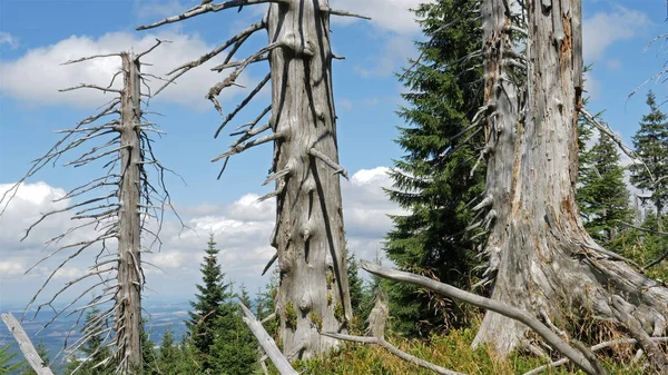 Dead Trees Due Air Pollution — 스톡 사진