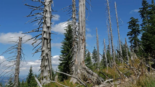 Dead Trees Due Air Pollution — Stock Photo, Image