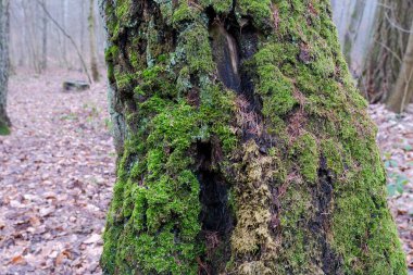 Sonbahar ormanı. Ağaçta yosun var