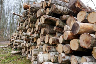Kütük yığını. Orman kesimi. Ormanların tahrip edilmesi
