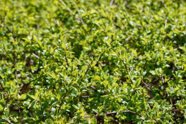 Arkaplan tasarımı için yeşil çimen duvar dokusu ve eko duvar ve sanat için die-cut.