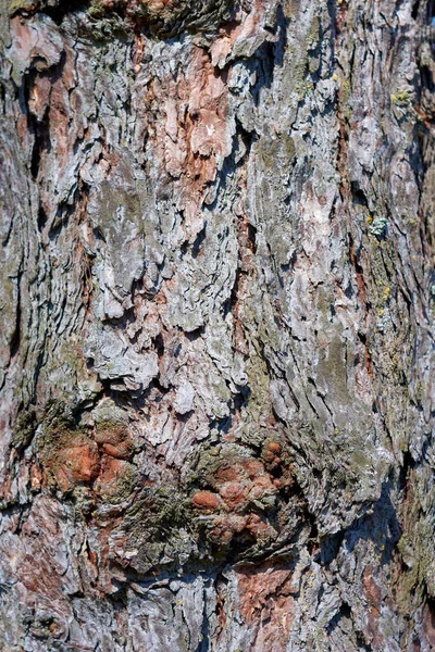 Doença das árvores, cancro, cancro, no tronco de um velho bordo, floresta — Fotografia de Stock