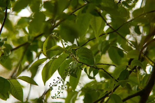 Los brotes que florecen en el árbol Prunus padus, conocido como cerezo pájaro, arándano, arándano o árbol de Mayday. Las primeras flores en los árboles en primavera . — Foto de Stock