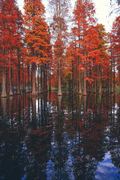 Les metasequoia rouges dans le parc de campagne en automne ont une beauté — Photo