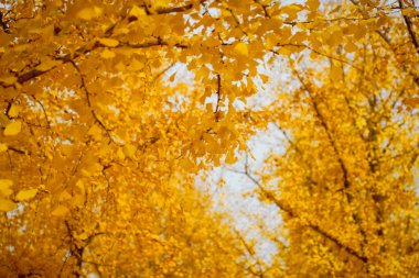 Parkta altın ginkgo yaprağı