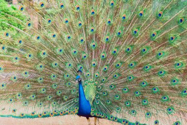 Tavus kuşu kuyruğunu sallıyor, bir resim kadar güzel.