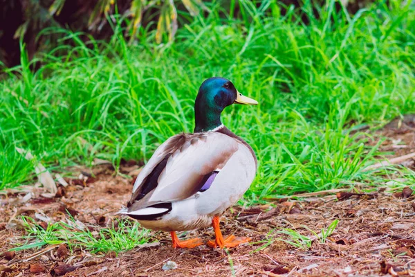 O pato selvagem no parque — Fotografia de Stock