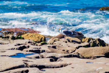 La Jolla sahilinde vahşi yaşam